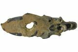 Fossil Mud Lobster (Thalassina) - Australia #109289-2